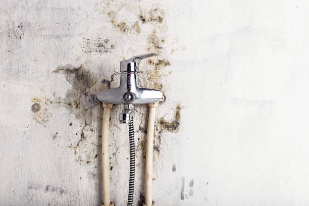 Best Fast Mold Removal  in New Johnsonville, TN