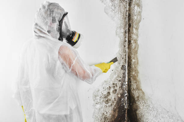 Best Mold Damage Repair  in New Johnsonville, TN