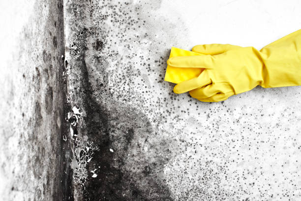 Best Toxic Mold Removal  in New Johnsonville, TN