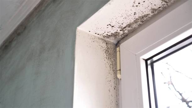 Best Mold Cleaning Services  in New Johnsonville, TN