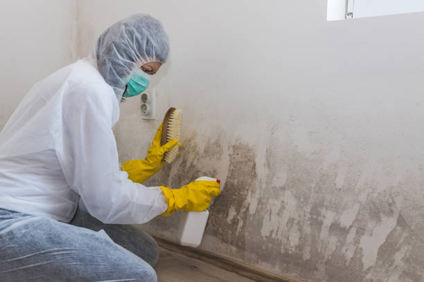 Best Office Mold Removal Services  in New Johnsonville, TN