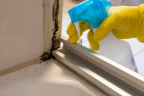 Best Same-Day Mold Removal  in New Johnsonville, TN