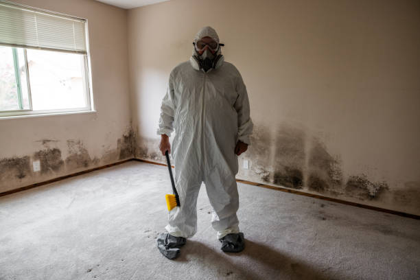 Best Attic Mold Removal  in New Johnsonville, TN