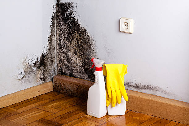 Best Black Mold Removal  in New Johnsonville, TN
