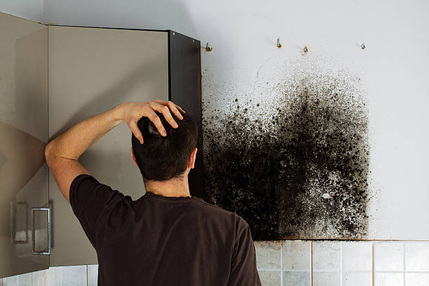 Best Mold Removal Near Me  in New Johnsonville, TN