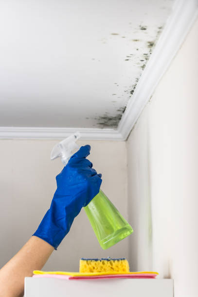 Best Water Damage Restoration  in New Johnsonville, TN